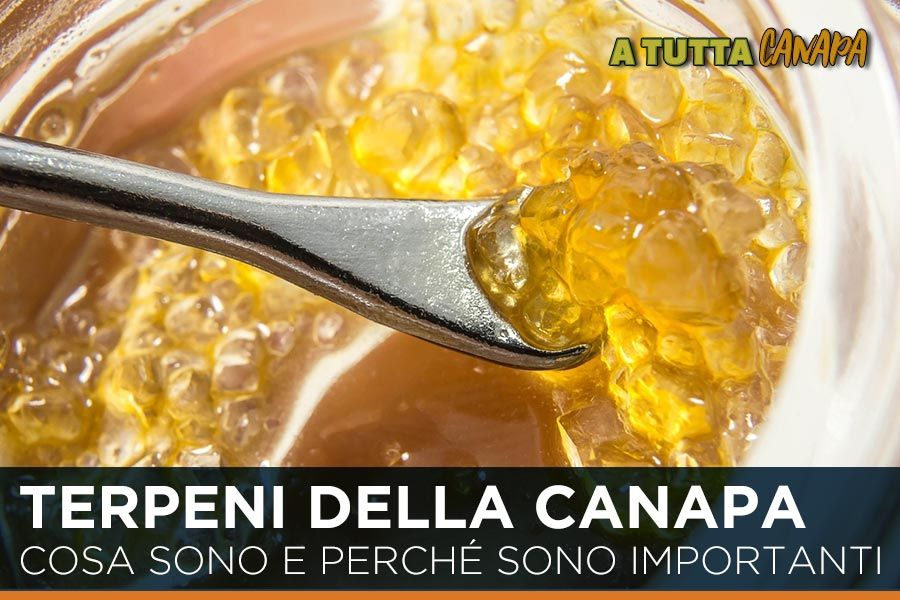 Terpeni-della-canapa