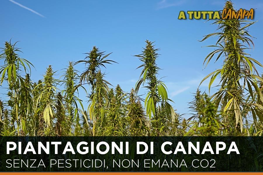 piantagione-di-canapa