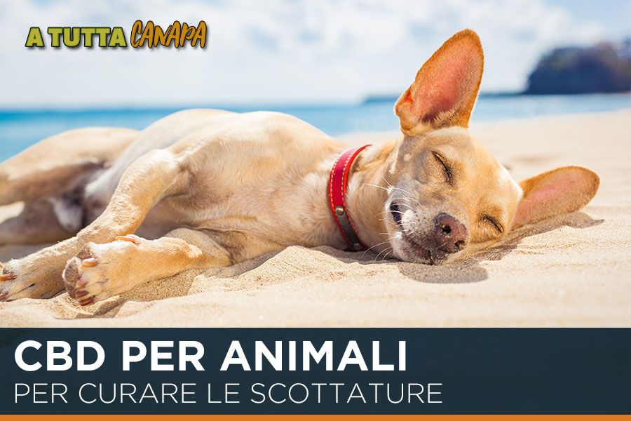 Cani e scottature solari