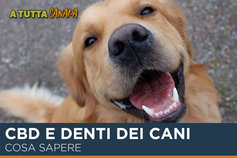 Cbd-e-denti-dei-cani