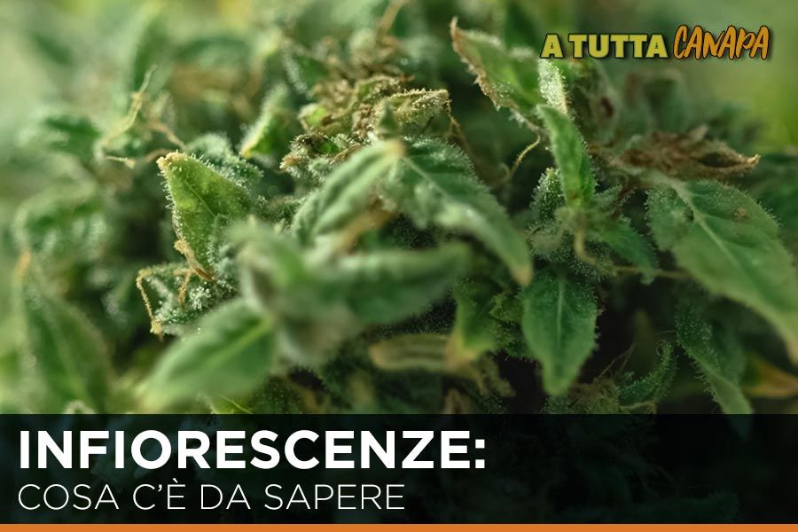 influorescenze-cosa-c'è-da-sapere